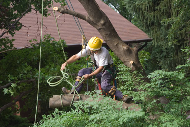  , USA Tree Care Pros